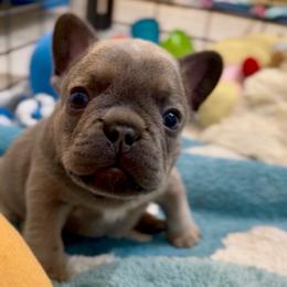 Pocky - Blue fawn male French Bulldog puppy in Miami, Florida from Oceanside French Bulldogs