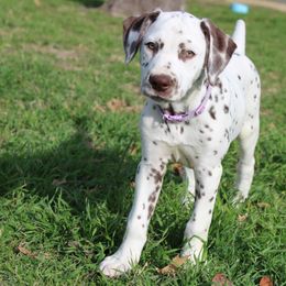 Sky - White and liver brown Dalmatian puppy in Lavon, Texas from Fox and Spots