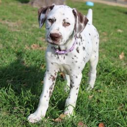 Sky - White and liver brown Dalmatian puppy in Lavon, Texas from Fox and Spots