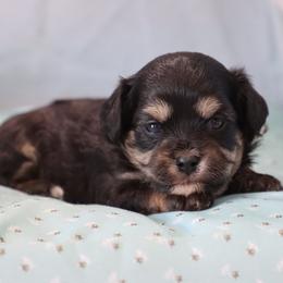 Eden - Black and tan female Cavapoo puppy in Green Forest, Arkansas from Horseshoe Drive Kennel