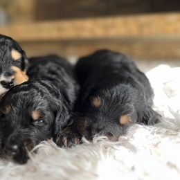 Bernedoodle and Poodle Puppies from Doggy Darlins