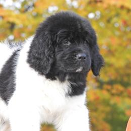 Newfoundland Puppies from Newfforu