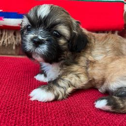 Shih Tzu Puppies from Holy City Shih Tzu