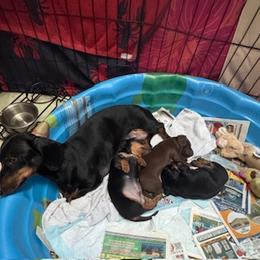 Dachshund puppies from Doxie Acres