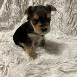 Companion Cross and Morkie Puppies from Little Wigglebottoms