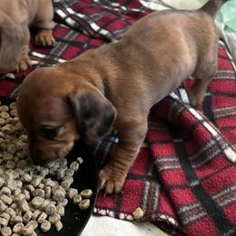 Dachshund Puppies from San’s Dachshunds