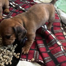 Dachshund Puppies from San’s Dachshunds