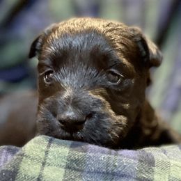 Boy 4 - Black male Scottish Terrier puppy in Idaho from Avonlea Terriers
