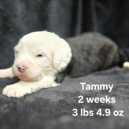 Tammy - Gray and white female Old English Sheepdog puppy in Sutherlin, Oregon from Sapphire Eyes Sheepdogs