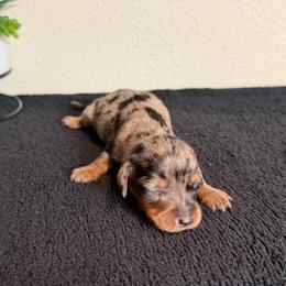 Buddy - Dapple male Dachshund puppy in Grass Valley, California from Mis Doxie