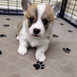 Pembroke Welsh Corgi Puppies from Chases Dream Kennel