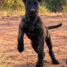 Rogue - Black brindle female Dutch Shepherd puppy in Sierra Vista, Arizona from KnightWatch K-9