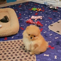 Pomeranian Puppies from Halo Poms