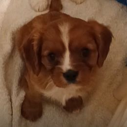 Butterfinger - Ruby male Cavalier King Charles Spaniel puppy in East Providence, Rhode Island from Marta's Cavaliers