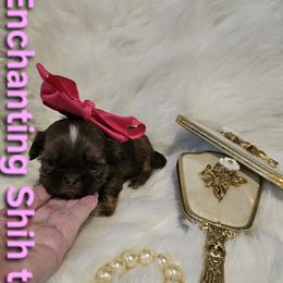 Akc Coco - Chocolate female Shih Tzu puppy in Dexter, Kentucky from Enchanting Shih tzu