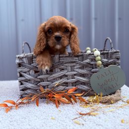 Rex - Ruby male Cavalier King Charles Spaniel puppy in Conroe, Texas from Alder Creek Cavaliers
