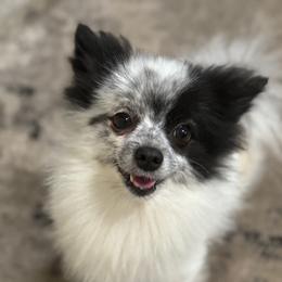 Rambo - Pomeranian