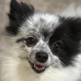 Rambo - Pomeranian