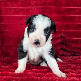 Loca - Black and white male Border Collie puppy in Chicora, Pennsylvania from Riverwood