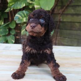 Rigel - Phantom male Goldendoodle puppy in Palmetto Bay, Florida from SOMIDOODLES