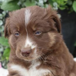 Callie - Red tri-color female Australian Shepherd puppy in Hillsboro, Ohio from Sugar Grove Farms