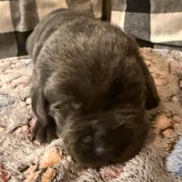 Yellow- Charcoal - Charcoal female Dilute Retriever puppy in Marion, Illinois from Summer Lovin’ Labradors of Southern Illinois