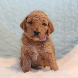 Honey - Apricot female Goldendoodle puppy in Cherry Creek, New York from Doodles Pups of NY