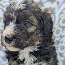 White collar aka Coral - Tri-color female Bernedoodle puppy in Connecticut from Valley View Doodles