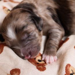 Cove - Merle female Goldendoodle puppy in Warsaw, Ohio from Lovabledoodles