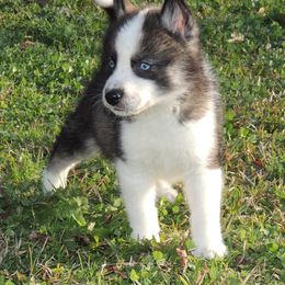 Pomsky and Siberian Husky Puppies from Beastly Beauties Huskies & Pomskies