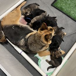 German Shepherd Puppies from Shenango Valley Shepherds