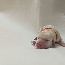 Dilute Retriever and Labrador Retriever Puppies from LC Hunting Labs, LLC.