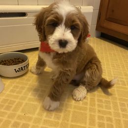 Goldendoodle puppies from Melodies Daytona Doodles