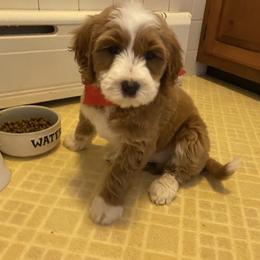 Goldendoodle puppies from Melodies Daytona Doodles