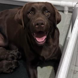 Stella - Labrador Retriever