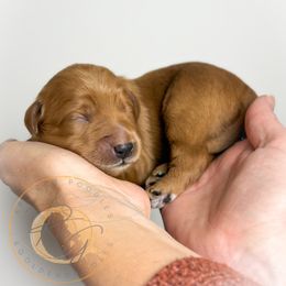 St. Nick (dark blue collar) - Apricot male Goldendoodle puppy in Murrieta, California from Apricot Poodles & Goldendoodles, LLC