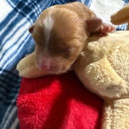 Mojave - Red male Havanese puppy in Hamptonville, North Carolina from Alabama Havanese Kennel