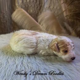 Dark Apricot and Cream Parti Boy - Parti male Poodle puppy in Norman, Indiana from Wendy's Poodles