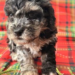 Cockapoo and Goldendoodle Puppies from Jax Doodles