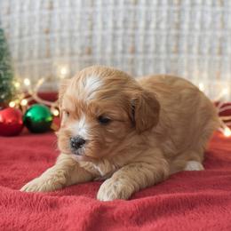 Cuddles - Red female Cavapoo puppy in Honey Brook, Pennsylvania from Stoltzfus Family Puppies (license number 18844)