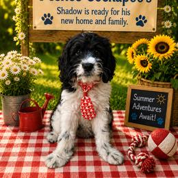 Shadow - Black and white male Cockapoo puppy in Miami, Florida from Peshos Cockapoos