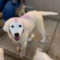 Purple Girl - White female Maremma Sheepdog puppy in Kings County, California from Prancing Pony Farm Maremma Sheepdogs