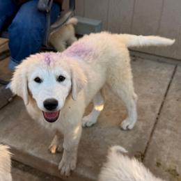 Purple Girl - White female Maremma Sheepdog puppy in Kings County, California from Prancing Pony Farm Maremma Sheepdogs