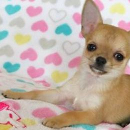 Chihuahuas and Miniature American Shepherds from Jem Chihuahuas