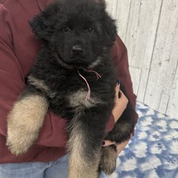 Purple Luna - Black and red female German Shepherd puppy in Herrick, South Dakota from Dakota Shepherds Kennels