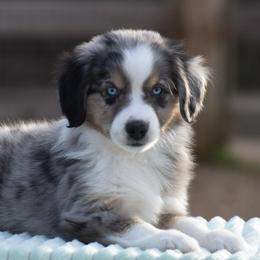 Brigg - Blue merle male Miniature American Shepherd puppy in Chocowinity, North Carolina from Foxtail Hollow