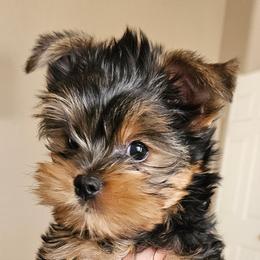 Yorkshire Terrier Puppies from Heaven_sent_toy_yorkies
