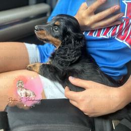 Larry - Black and tan male Dachshund puppy in Timpson, Texas from Double S Kennel