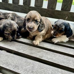 Dachshund Puppies from Boyer’s Dachshunds