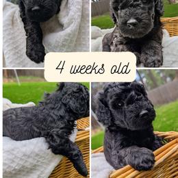 Cherry Garcia - Black female Goldendoodle puppy in Flagstaff, Arizona from Pat's Poodle Pups & Moore